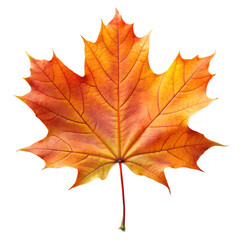 Fototapeta premium Autumn maple leaf in vibrant colors isolated on white background