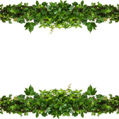 Fototapeta premium Lush Green Foliage Border – Realistic Botanical Frame on Transparent Background