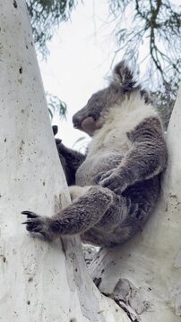 close up on cute adorable wild koala sleeping and hugging eucalyptus tree spotted in Morialta Conservation Park near Adelaide, South Australia. Most iconic australian marsupial