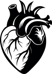 Anatomical Heart Illustration Black vector silhouette and White Graphic Design