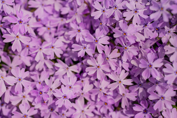 Flowers in garden blossom background. Phlox subulata. Blossom backdrop. Natural bloom floral background. Blossom spring flowers banner. Spring blooming template. Flowers texture for spring design.