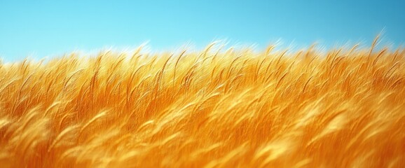 Fototapeta premium Golden wheat field sways gently in a summer breeze under a clear blue sky