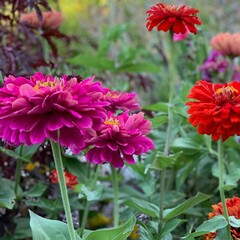 White and purple flowers – A stunning contrast!
“Soft hues blending in a breathtaking floral harmony.” 