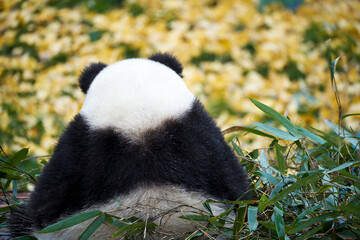 giant panda eating bamboo