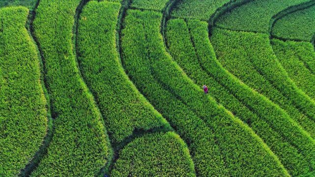 beautiful morning view indonesia panorama landscape paddy fields with beauty color and sky natural light