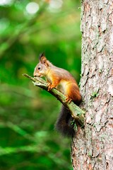 Cute Squirrel on the Tree stem