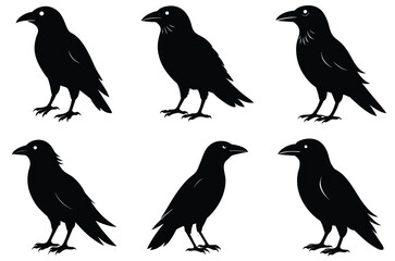 silhouettes of birds