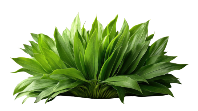 Lush Green Leafy Plant: A vibrant cluster of broad, green leaves showcases the raw beauty and untamed elegance of the botanical world. A photorealistic portrait that accentuates details.