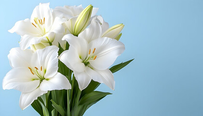 Fototapeta premium Elegant bouquet of pure white lilies against a light blue backdrop