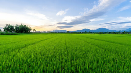 Fototapeta premium Lush green rice paddy field at sunset, mountains in background