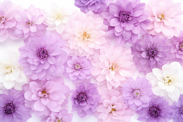 Fototapeta premium Pastel purple and white dahlia blossoms arranged on white background