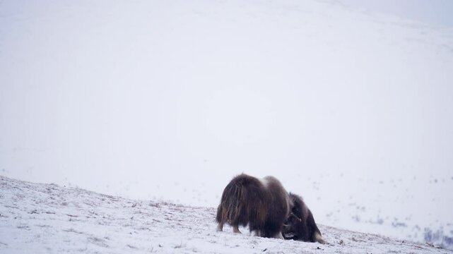 musk ox headbutting