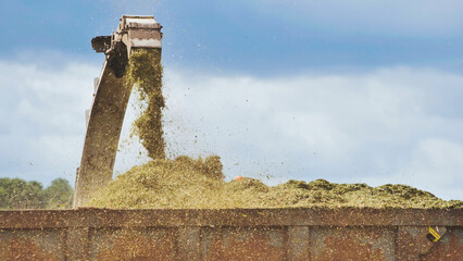 Forage harvester unloading freshly cut silage into a trailer during harvest season, providing...