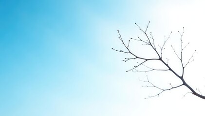 A single bare branch isolated on white background against blue sky, clear, winter
