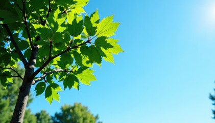 Fototapeta premium Forest branch against a clear blue sky background, tree trunks, landscape,