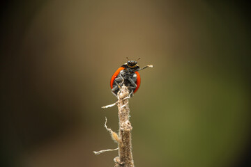 Ladybird standing up waving arms on tip of twig