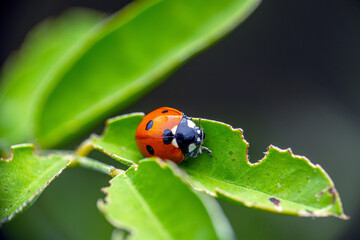 Close Up of Ladybug on a green leaf