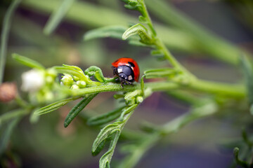 Ladybug nestled in green leaves