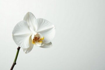 Obraz premium Delicate white orchid blossom against pure white , soft, flora, natural