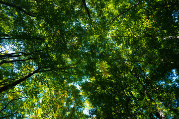 Green leaf blurred background. Bokeh nature background. Green leaf in forest. Leaves blurred backdrop. Bokeh green background. Leaves plants blurred backdrop.