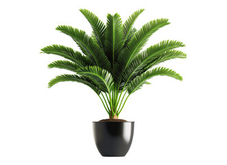 Obraz premium elegant cycas revoluta with pot