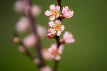 Blossom in spring. Peach blossoms on a branch. Apricot tree in bloom. Orchard in spring. Pink petals on a flower. Floral background with blossoms. Peach orchard blossoms closeup.
