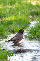 A bathing myna, or Indian starling (Acridotheres tristis), splashes in a stream in early spring. Her head and body are wet, her feathers are ruffled, and she looks curiously at the camera.