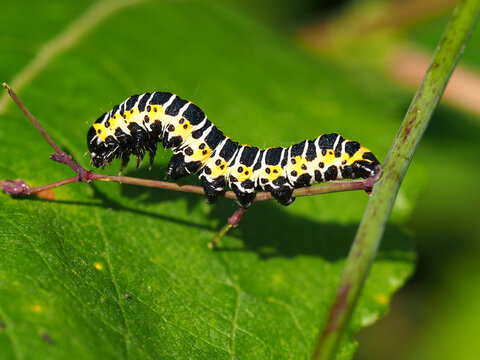 Caterpillar of the lettuce shark
