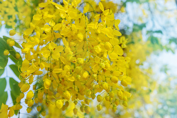 Bright yellow Cassia fistula flowers bloom in full glory, symbolizing prosperity and good fortune...