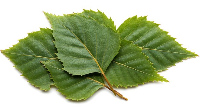 Birch Leaves Unfurled AI Generated