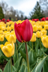 Obraz premium Red Tulip in Field of Yellow Tulips