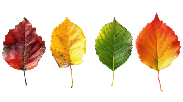 Four colorful leaves PNG autumn foliage PNG vibrant leaves PNG seasonal decor PNG nature-inspired PNG botanical design PNG transparent background