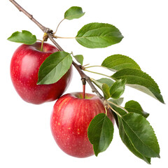 red apple with leaves