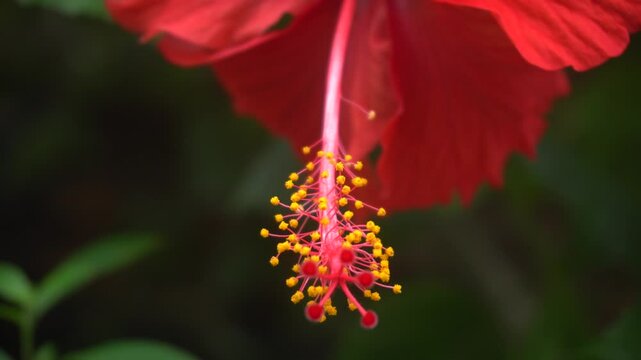 Jaba or chaina rose flower bloomed on the tree.