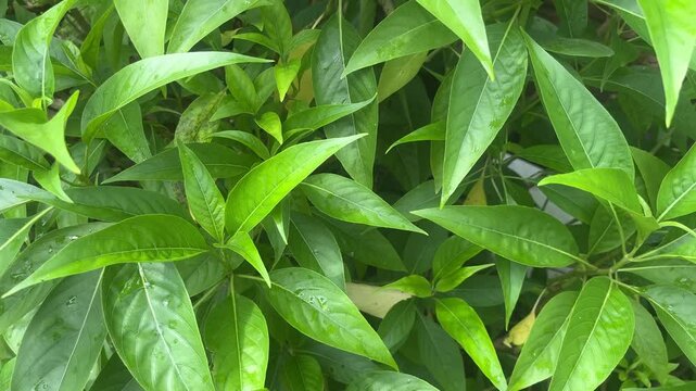 Malabar nut, adulsa, adhatoda, vasa, or vasaka leaves are very useful for colds.