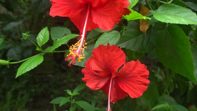 Jaba or chaina rose flower bloomed on the tree.
