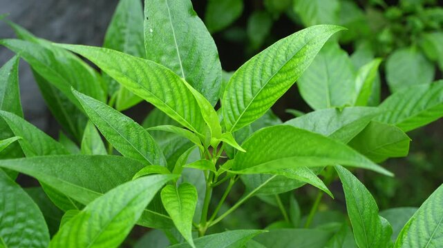 Malabar nut, adulsa, adhatoda, vasa, or vasaka leaves are very useful for colds.