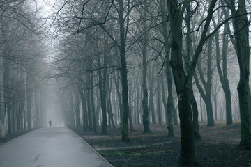 Obraz premium Foggy morning in the park, silhouettes of trees