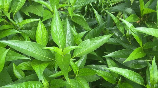 Malabar nut, adulsa, adhatoda, vasa, or vasaka leaves are very useful for colds.