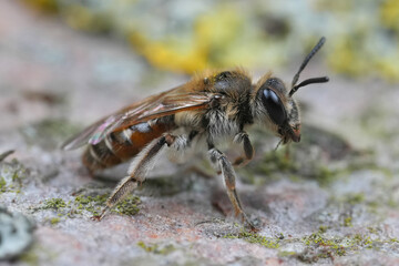 Detailed closeup on a female Red-bellied miner, Andrena ventralis