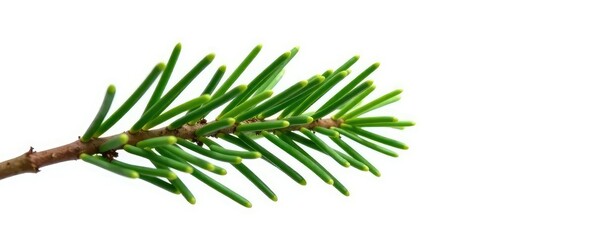 A single isolated branch of a spruce tree against white, branch, natural background, evergreen