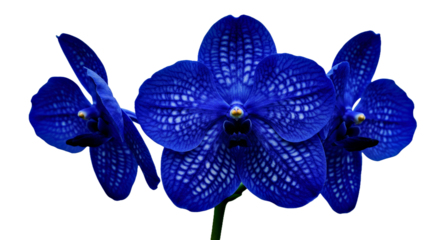 A Rare Blue Vanda Orchid, Its Mesmerizing Deep Sapphire Petals Adorned With Intricate White Speckles,