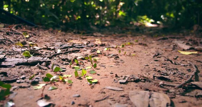 A trail of leafcutter ants transports leaf fragments, shaping the ecosystem of Peru&rsquo;s Amazon rainforest.