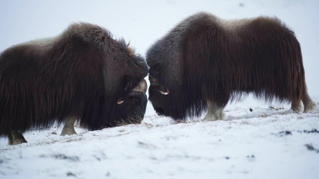 two musk ox headbutting