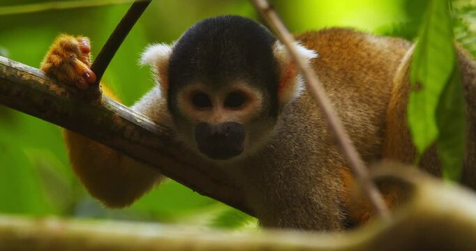 A black-capped squirrel monkey rests on a tree branch, captured in close-up within Peru&rsquo;s jungle canopy.