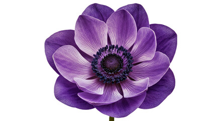 Obraz premium A Single Anemone Flower Isolated on a Transparent Background