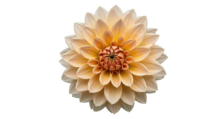 A Single Dahlia Flower With Large, Flat Petals and a Visible Central Disk,