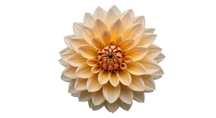 A Single Dahlia Flower With Large, Flat Petals and a Visible Central Disk,