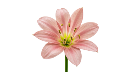 A Single, Open Lily of the Nile Flower,