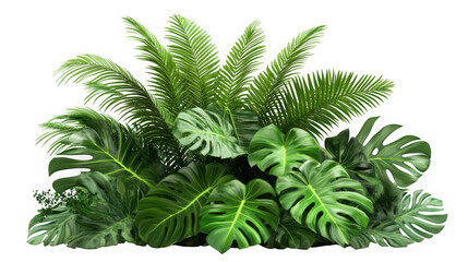 Lush tropical foliage bursts with vibrant green life, a vibrant jungle scene against a clean white background.